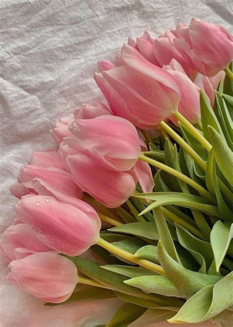 tulip aesthetic wallpapers  backgrounds