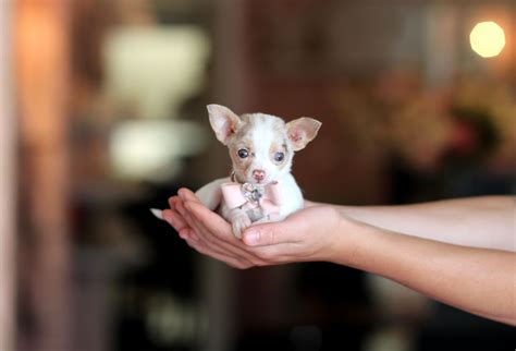 Micro Mini Teacup Chihuahua Newborn Available Dogs | Mirco Puppies For
