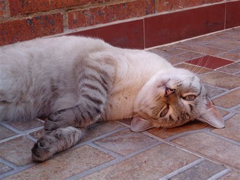 Free Images : sweet, kitten, yawn, nap, nose, whiskers, vertebrate