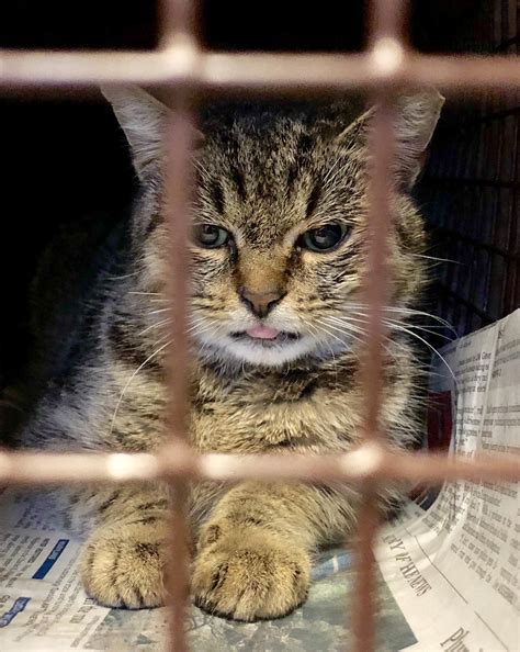 TNR (trap, neuter, return) cat recovering from surgery, lookin adorable
