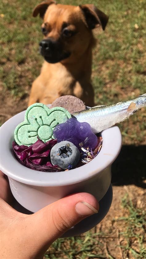 LUNA, RAYNE & INDIGO (@the_price_pups) • Instagram photos and videos