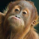 monkey meme generator imgflip