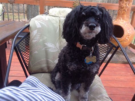 Pepsi Phantom Mini Poodle | Mini poodles, Phantom poodle, Poodle