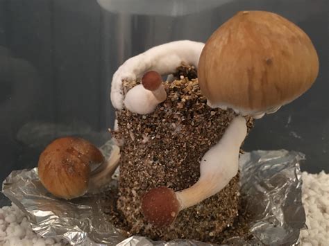 Ready to harvest? Veil’s dropped on the 2 big ones - first time grow