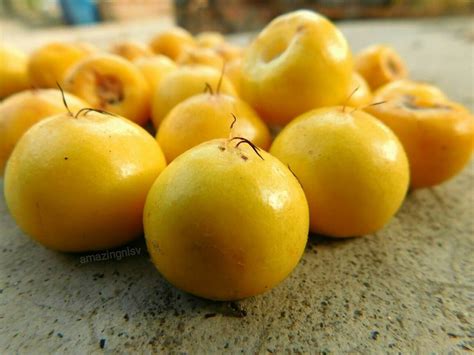 nance fruit nutritional facts  worldwide production