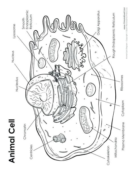 Simple Animal Cell Drawing at PaintingValley.com | Explore collection ...