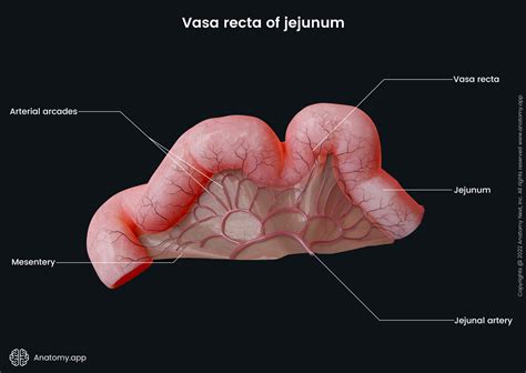 Small intestine | Encyclopedia | Anatomy.app | Learn anatomy | 3D ...