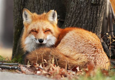 Sweety Fox