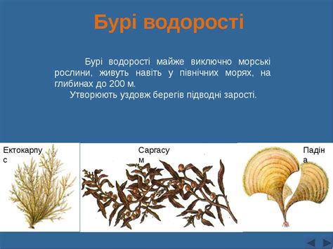 "Різноманітність водоростей" - презентація з біології
