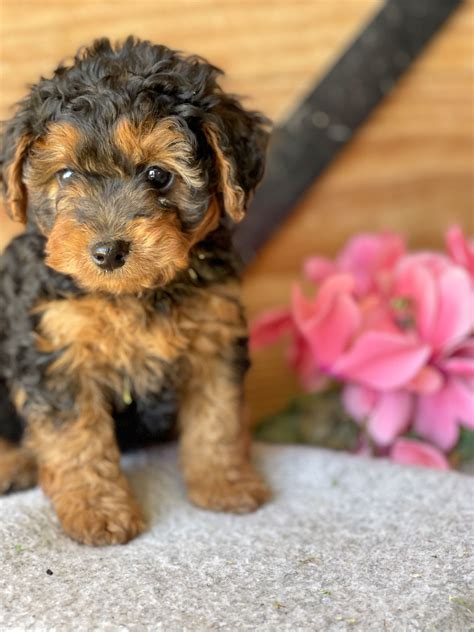 30 yorkies mixed with poodle – Artofit