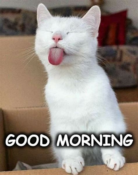 funny good morning memes   cute cat cat good morning funny good