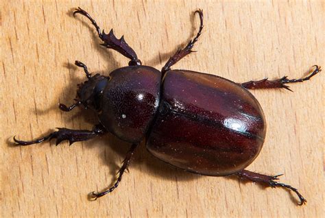 Besouro É Vertebrado Ou Invertebrado - Banco de imagens : inseto, fechar, fauna, Invertebrado, besouro ...