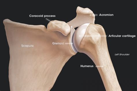 hub shoulder nathan faulkner md denver
