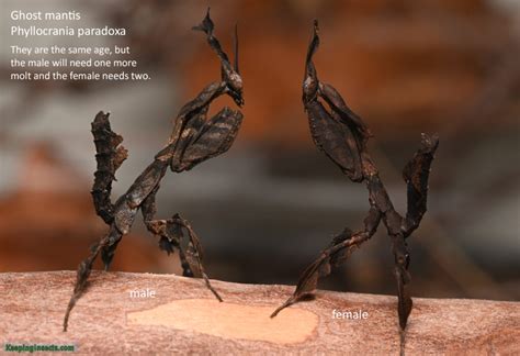Ghost Mantis - Phyllocrania paradoxa | Keeping Insects