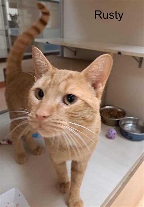 saratoga county animal shelter 8