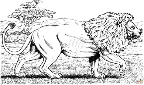 Walking African Lion coloring page | Free Printable Coloring Pages