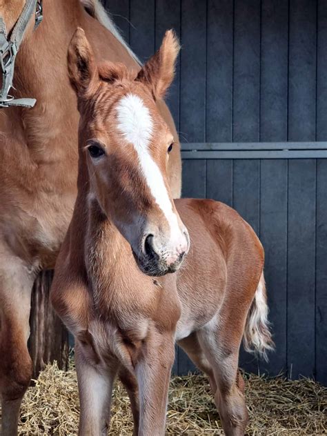 Foal IgG test gives quantitative results in 6 minutes | Labmaster Finland