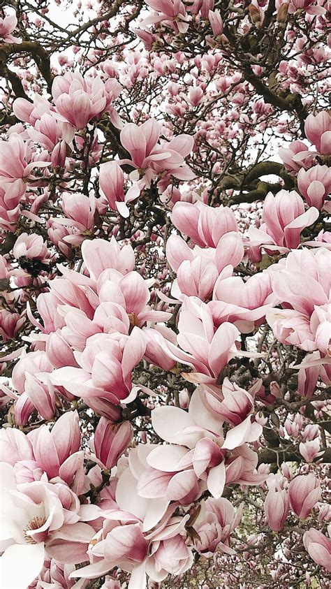 Magnolia Tree Wallpapers - Top Free Magnolia Tree Backgrounds - WallpaperAccess