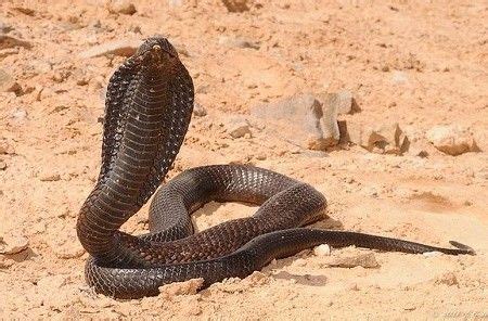 biblical flying serpent ancient encounters unveiled