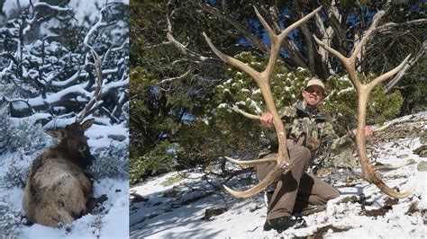 happened big  bull elk sheds antler  camera  tines  youtube