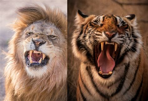 Lion vs Tiger - Turkana Wildlife Safaris