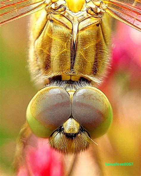Ditch jewel dragonfly....brachythemis contaminata