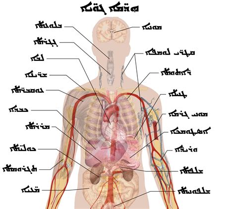 ܠܦܦܐ:Internal organs - Syriac.PNG - ܘܝܩܝܦܕܝܐ