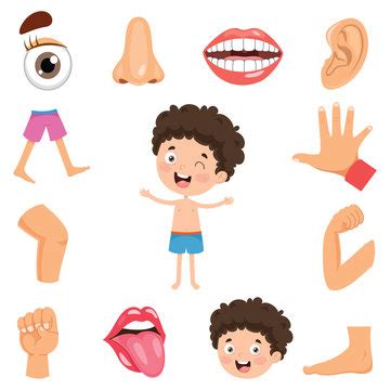 19,077 BEST Body Part Cartoon IMAGES, STOCK PHOTOS & VECTORS | Adobe Stock