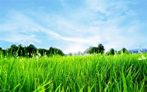 Green Grass Wallpapers - Top Free Green Grass Backgrounds - WallpaperAccess