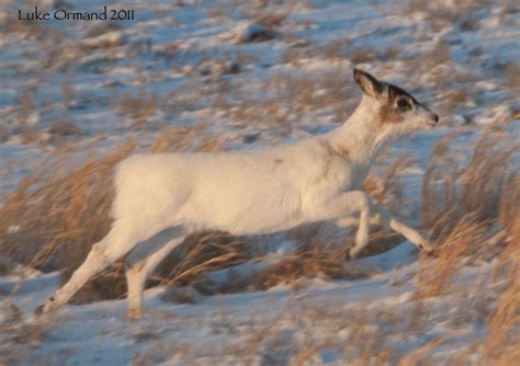 Wild Long Island Photography Blog: Piebald Deer