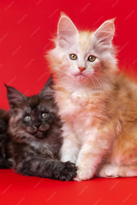 Black Tabby Maine Coon