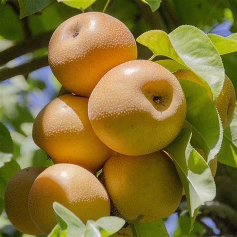 fresh fruits asian apple pear chinese japanese korean golden nashi pear