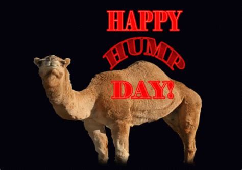 Hump Day Happy Hump Day GIF - HumpDay HappyHumpDay Camel - Discover ...