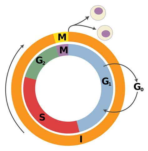 Cell Cycle Diagram - ClipArt Best