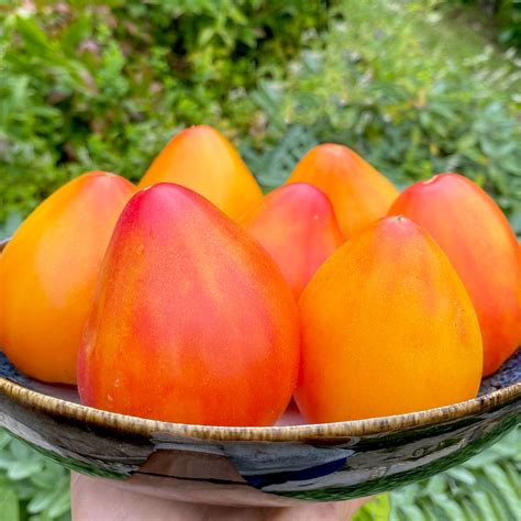 Herztomate COEUR DE ZEBRE ABRICOT – mrs.tillyseeds