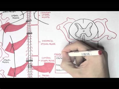 Neurology - Spinal Cord Introduction - 2025