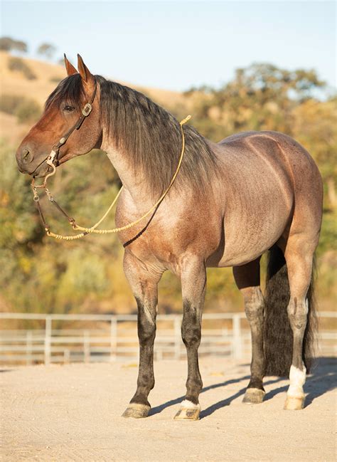 brown quarter horse