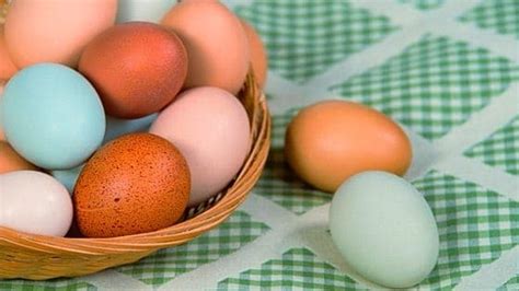 brown leghorn chicken elegance meets egg production