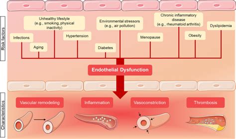 endothelial dysfunction  cardiovascular diseases mechanisms