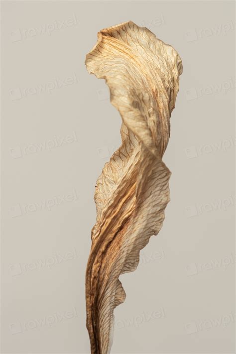 dried lily flower 3