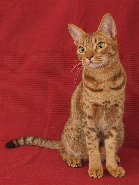 Lavendel Ocicat