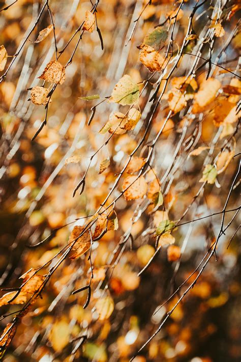 November Colors Background Photos, Download The BEST Free November