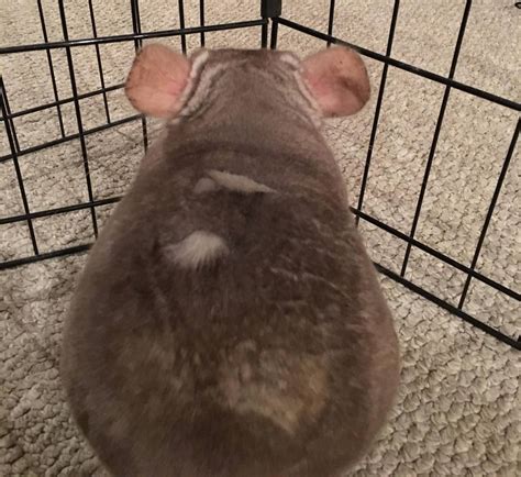 tips for chinchilla hyperactive without vet 6