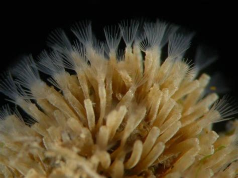 New bryozoan species from Brazil - Bruno C. Vellutini