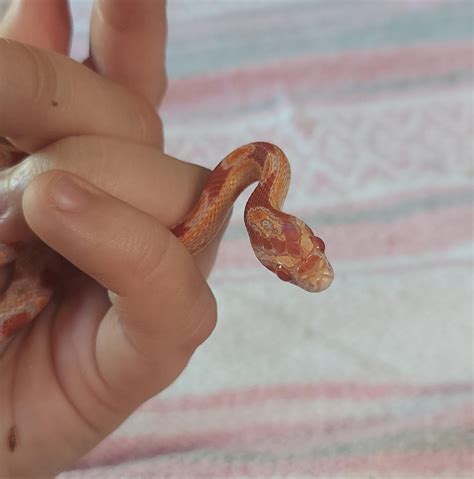 She was finally still for a picture. (also morph help?) : r/cornsnakes