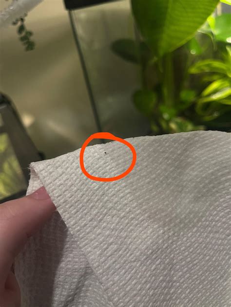 What is this bug in my toads bioactive enclosure? : r/reptiles