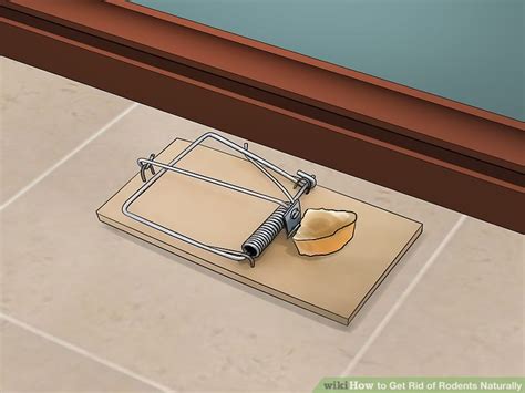 how to get rid of rodents at home