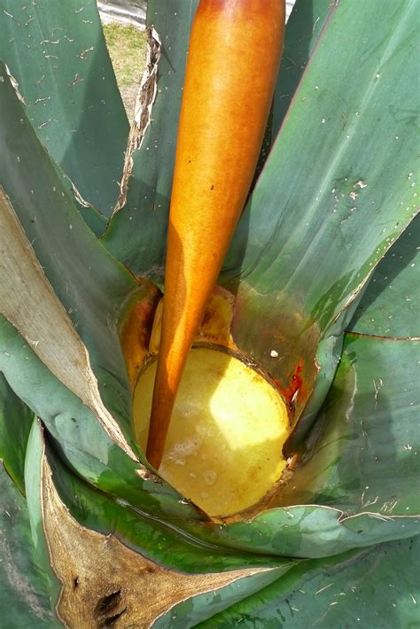 Feria Cultural del Maguey en Teotihuacán - Escapadas por México Desconocido
