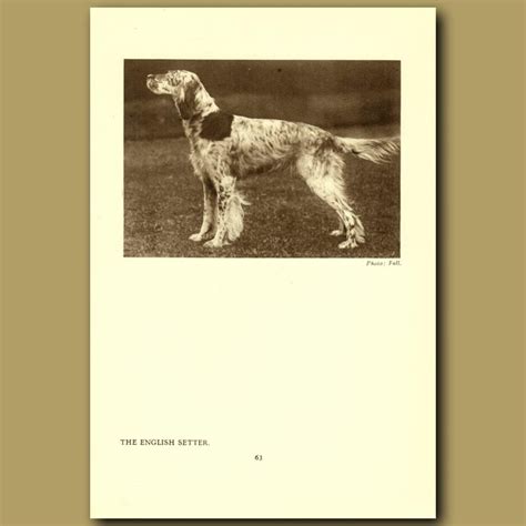 The English Setter. Genuine antique print for sale.