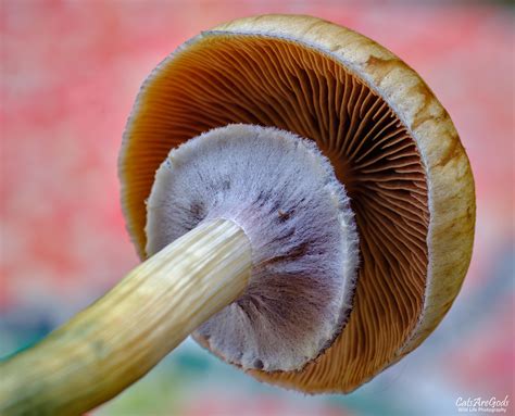 Glamor shot :-) : r/MagicMushrooms